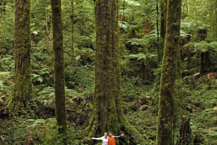 old trees