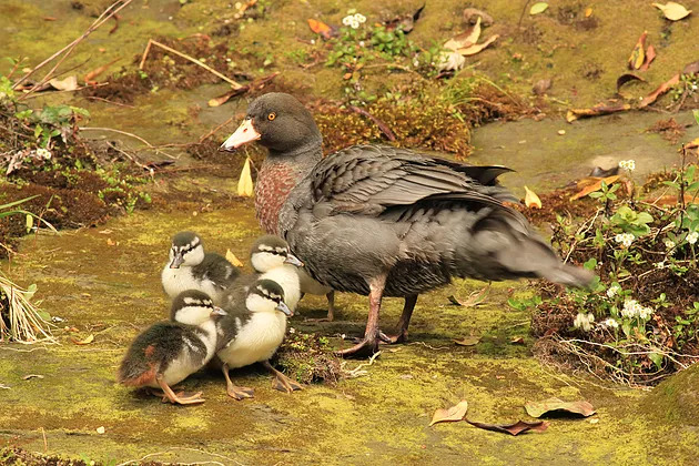 Mum and five ducklings.