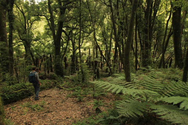 Whirinaki with foris eco-tours